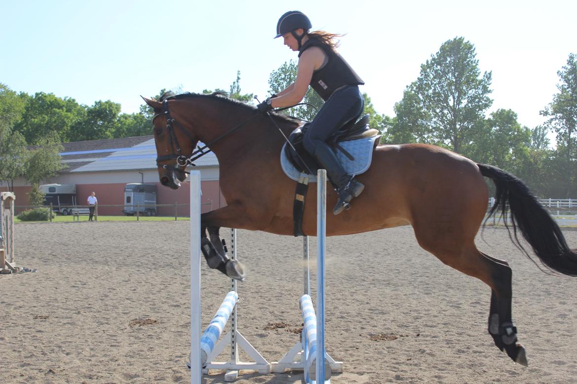 Dansk Varmblod Clair billede 15