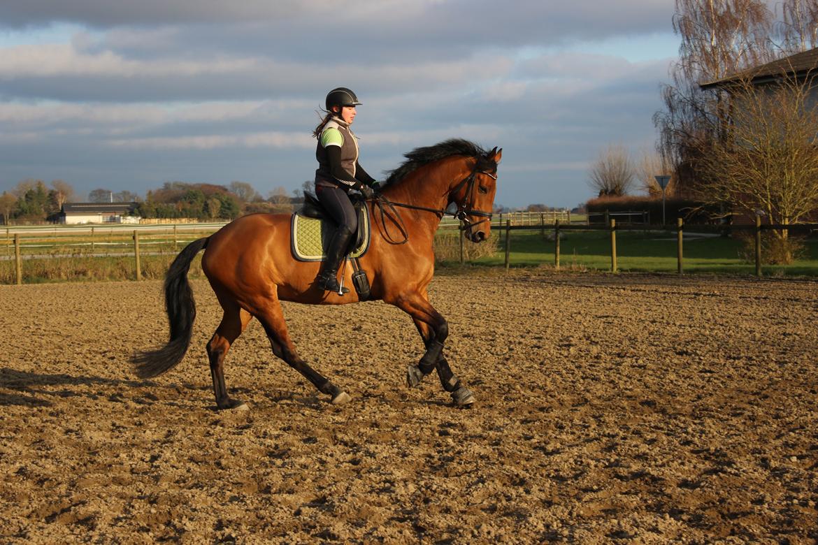 Dansk Varmblod Clair billede 17