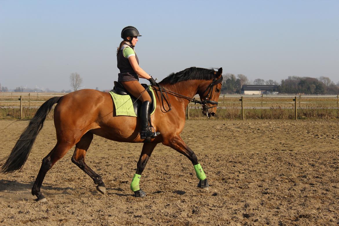 Dansk Varmblod Clair billede 18