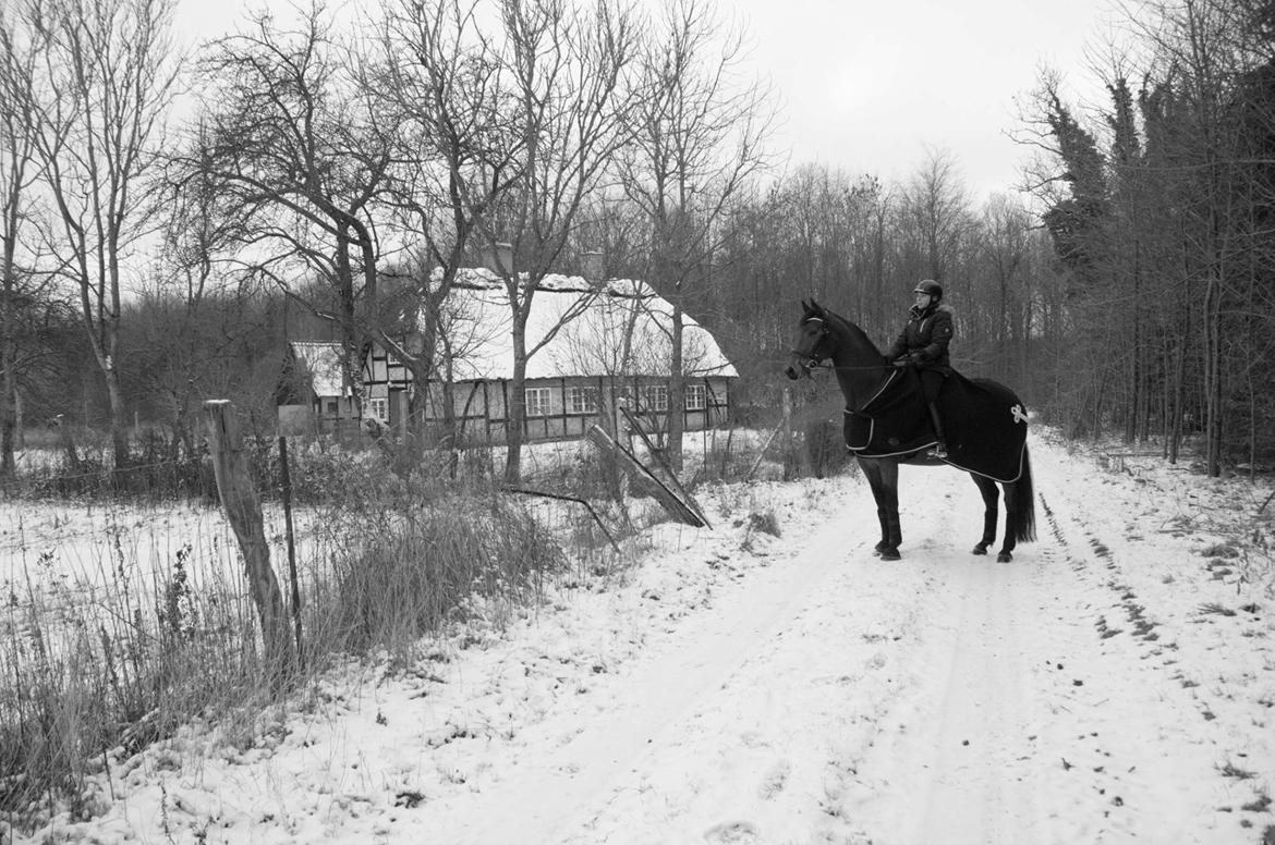 Dansk Varmblod Clair - På tur i skoven. billede 19