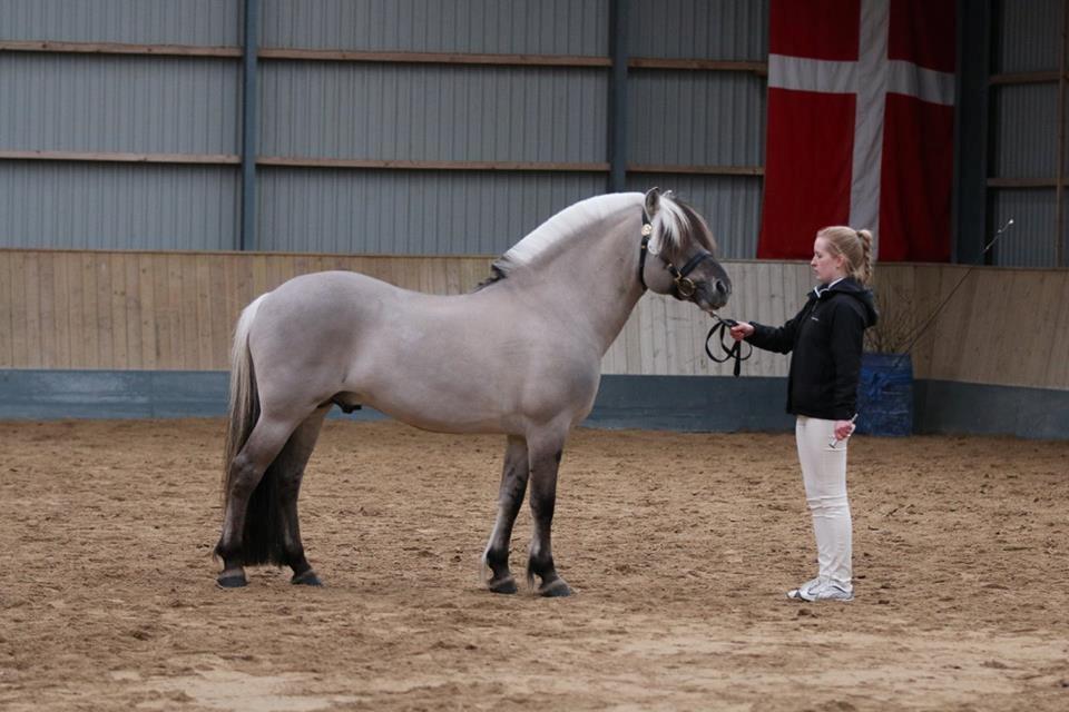 Fjordhest Brijol - Ponyhingsteshow Sjælland 2016 billede 2