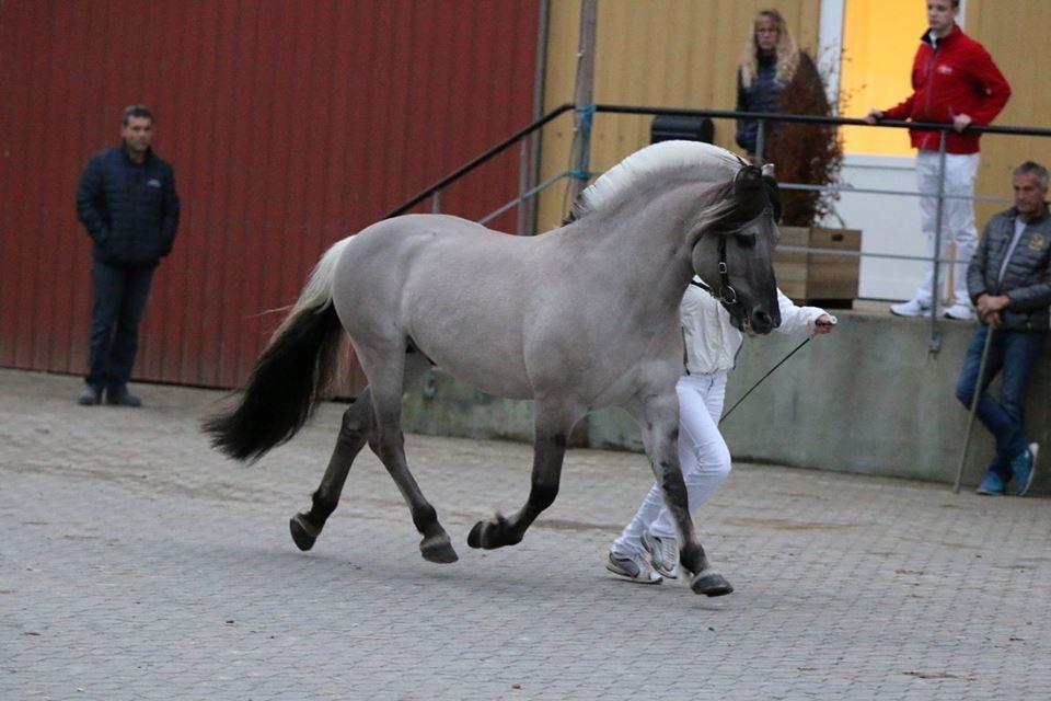 Fjordhest Brijol - Ektraordinær hingstekåring 2015 billede 3