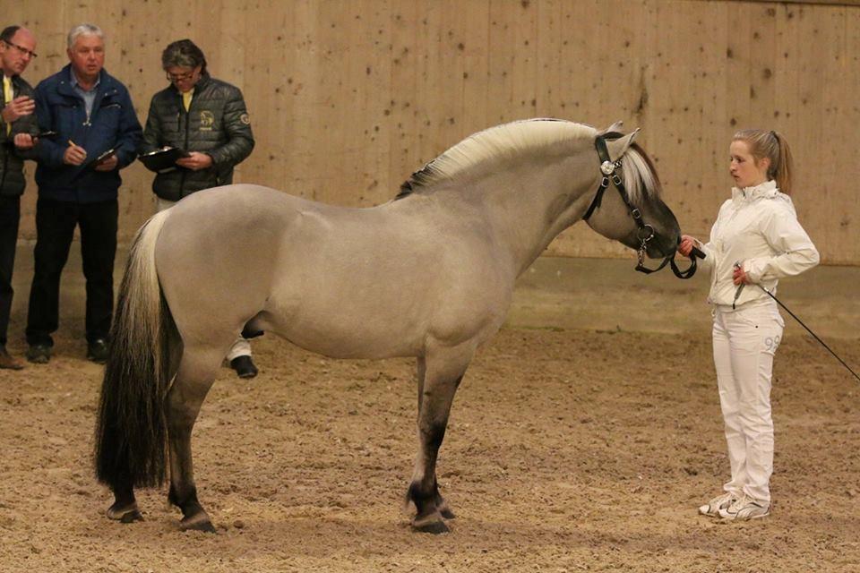 Fjordhest Brijol - Ektraordinær hingstekåring 2015 billede 4