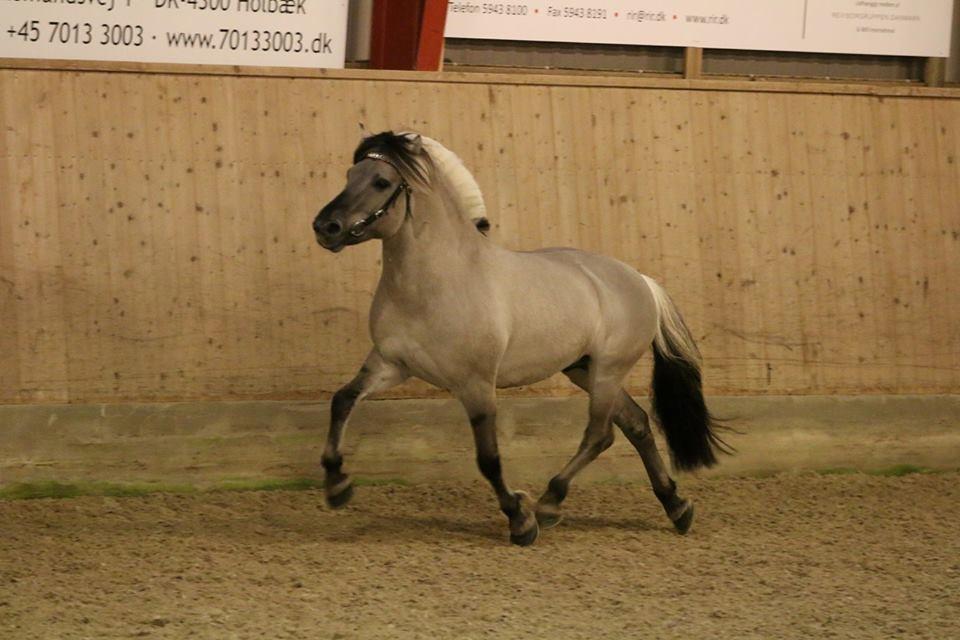 Fjordhest Brijol - Ektraordinær hingstekåring 2015 billede 6