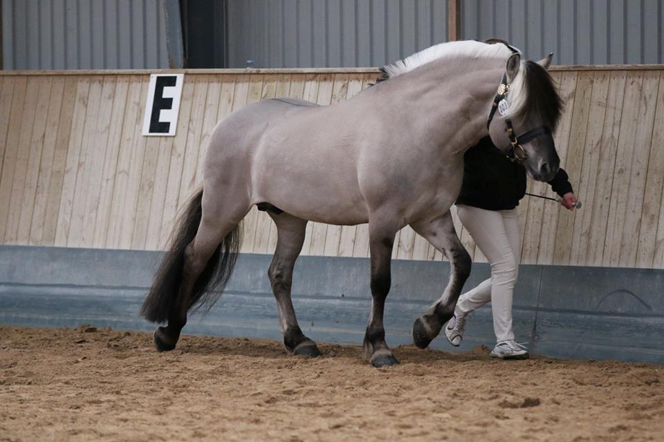 Fjordhest Brijol - Ponyhingsteshow Sjælland 2016 billede 8