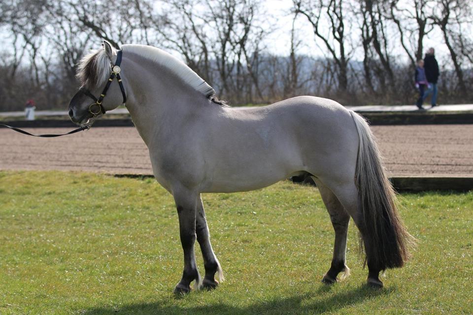 Fjordhest Brijol - Ponyhingsteshow Sjælland 2016 billede 9