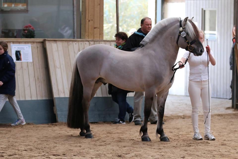 Fjordhest Brijol - Velkommen til Brijols profil - Ponyhingsteshow Sjælland 2016 billede 1