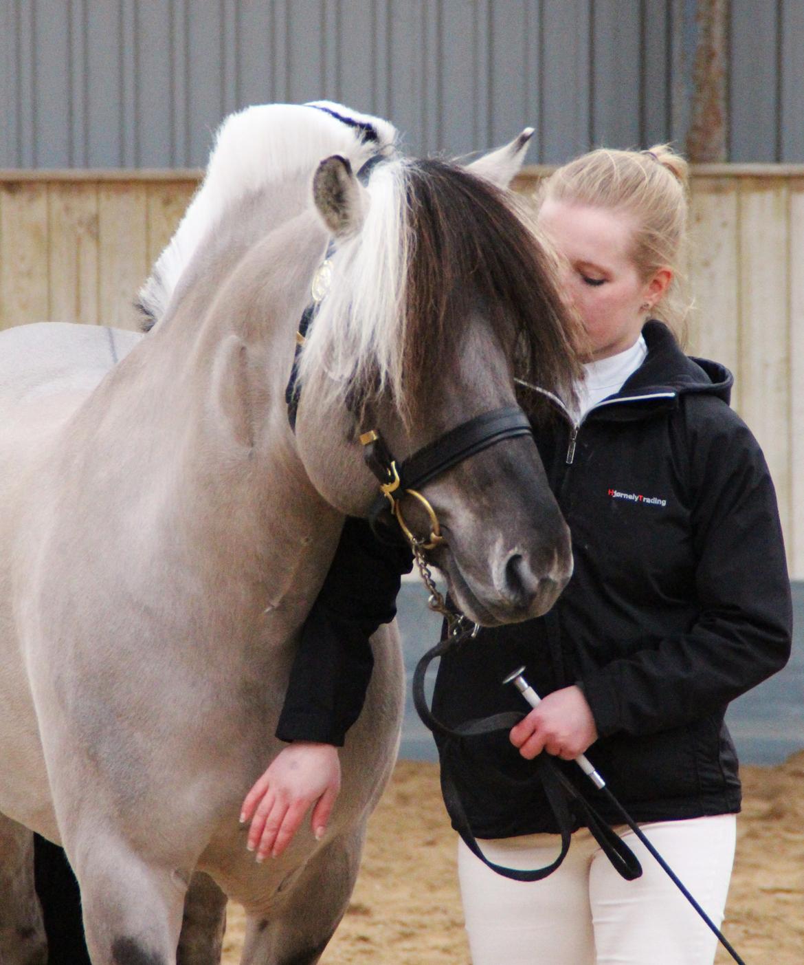 Fjordhest Brijol - Ponyhingsteshow Sjælland 2016 billede 10