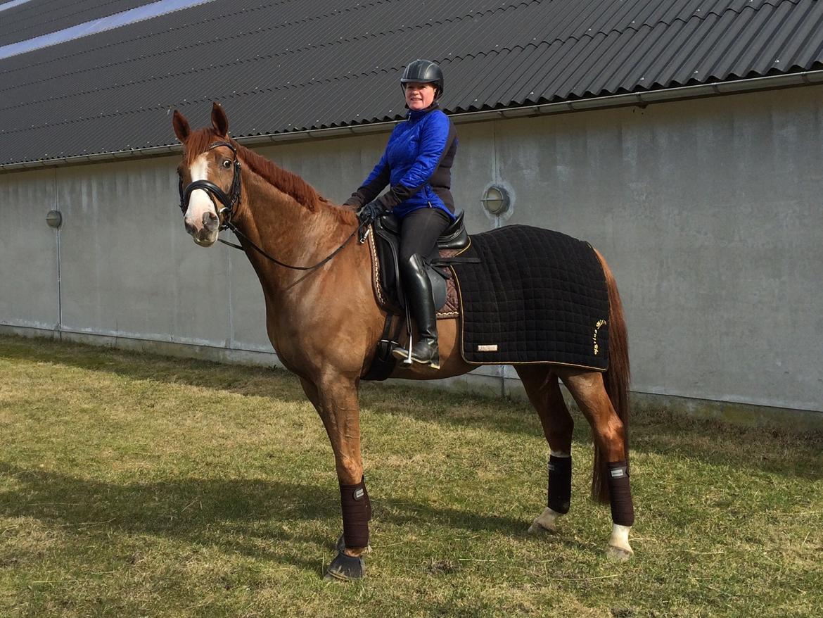 Dansk Varmblod Another Prince  Skovbo (Solgt) - Første ridning efter køb billede 2