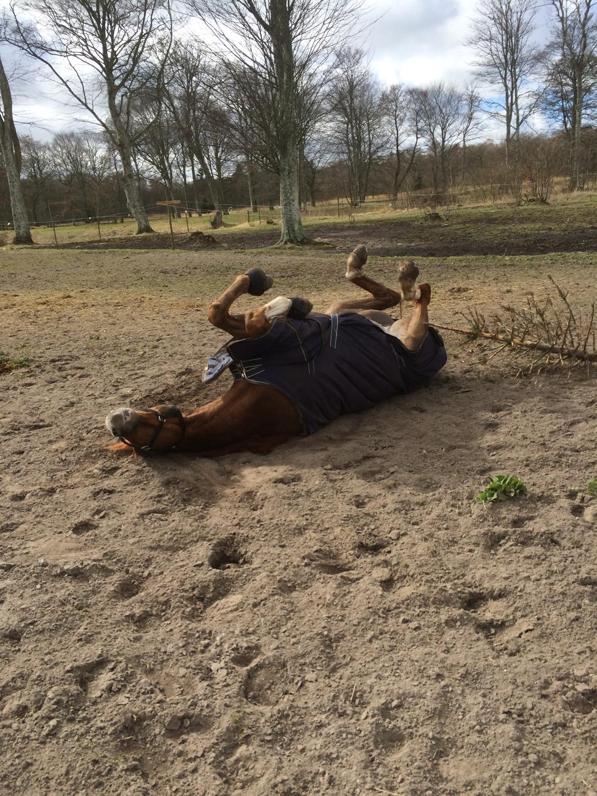 Dansk Varmblod Another Prince  Skovbo (Solgt) billede 4