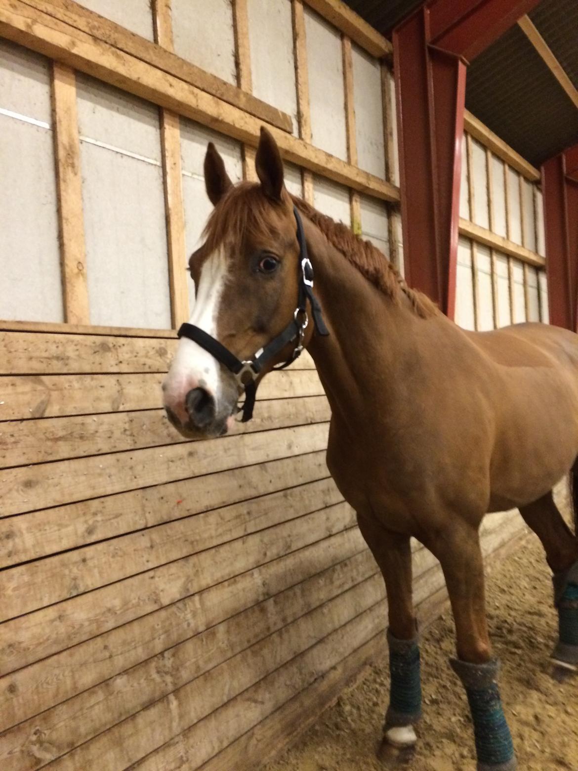 Dansk Varmblod Another Prince  Skovbo (Solgt) - Lige ankommet til sit nye hjem billede 5