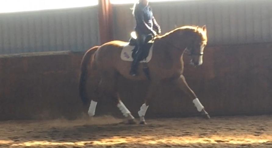 Dansk Varmblod Another Prince  Skovbo (Solgt) - 1. prøvetur hos tidligere ejer billede 6