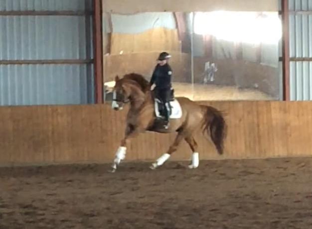 Dansk Varmblod Another Prince  Skovbo (Solgt) - 1. prøvetur hos tidligere ejer billede 7