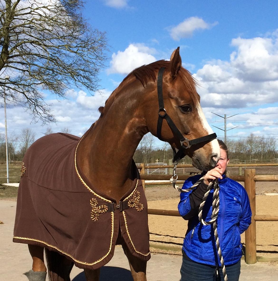 Dansk Varmblod Another Prince  Skovbo (Solgt) - så er Aps klar til at være min :) billede 8