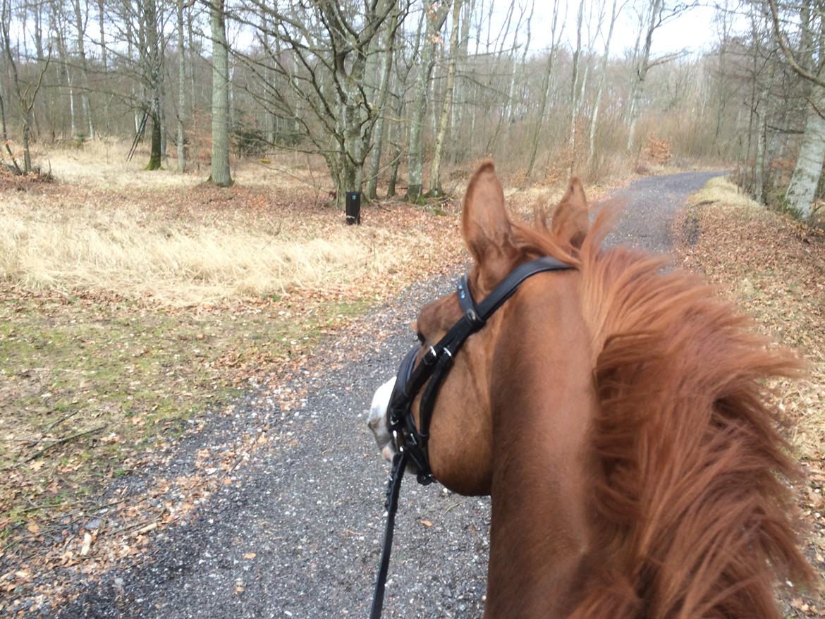 Dansk Varmblod Another Prince  Skovbo (Solgt) - På tur billede 3