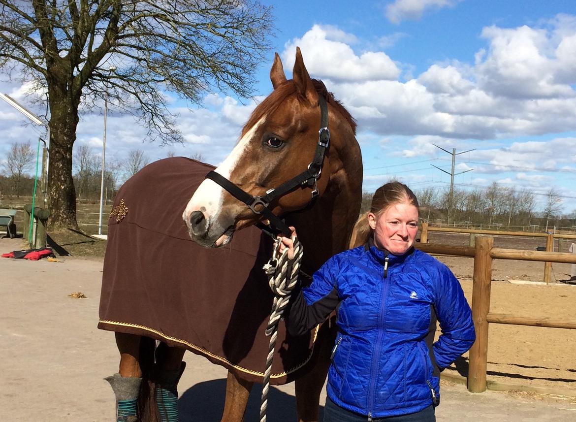 Dansk Varmblod Another Prince  Skovbo (Solgt) - igen :) billede 9