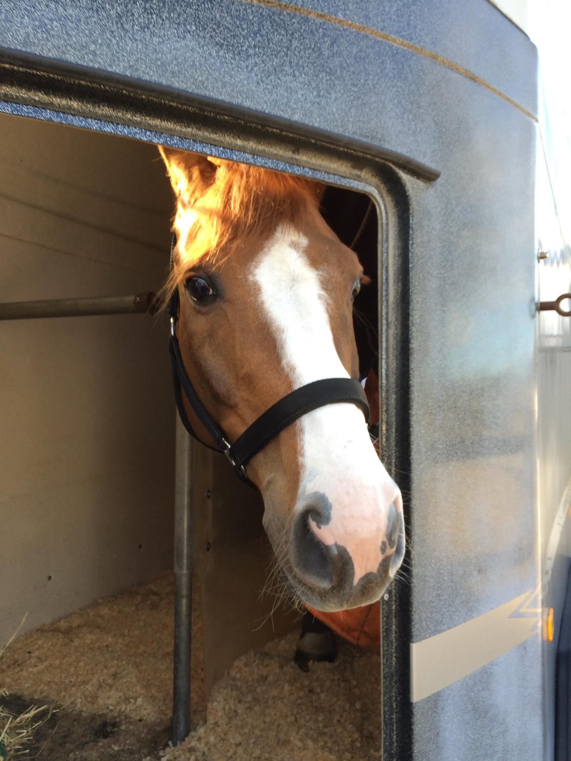 Dansk Varmblod Another Prince  Skovbo (Solgt) - pause på vej hjem  billede 11