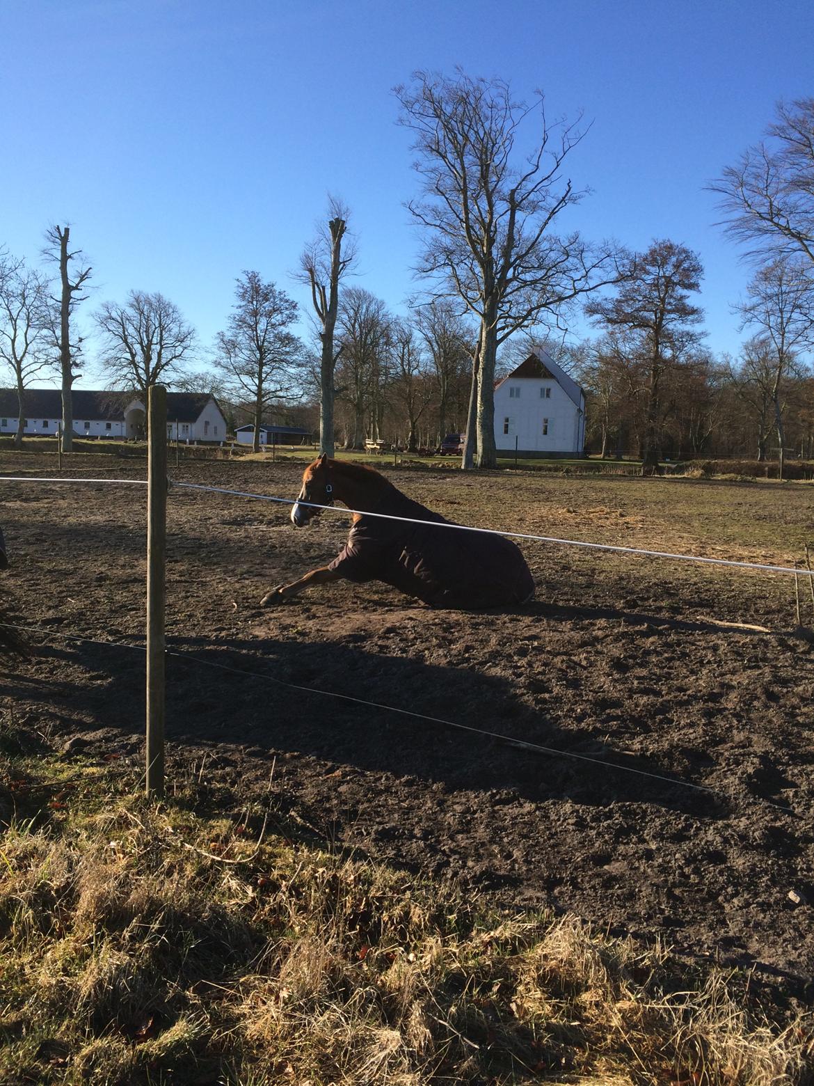 Dansk Varmblod Another Prince  Skovbo (Solgt) billede 14
