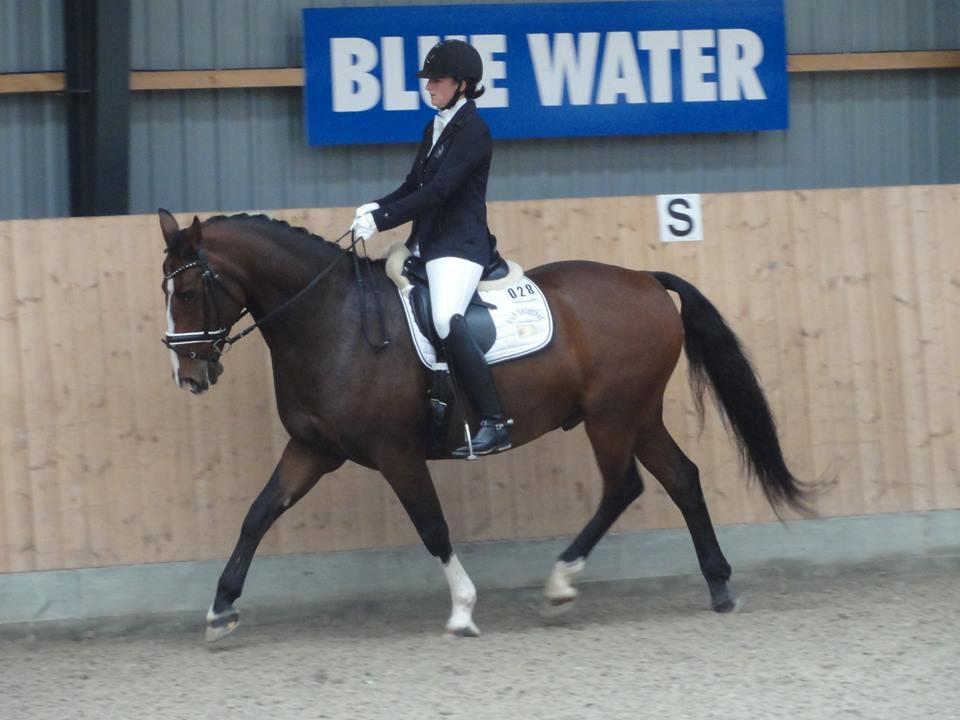 Dansk Varmblod Kalumhus' Kazio billede 24