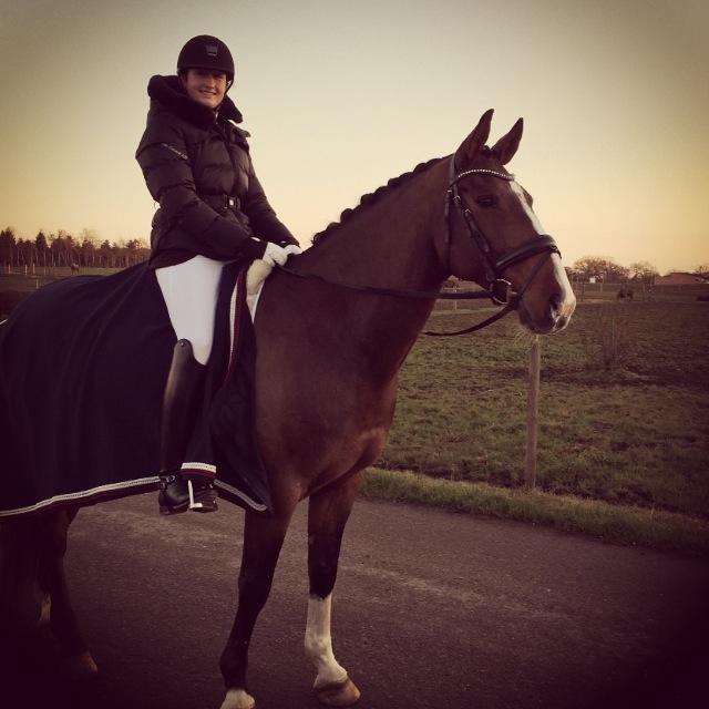 Dansk Varmblod Kalumhus' Kazio billede 2