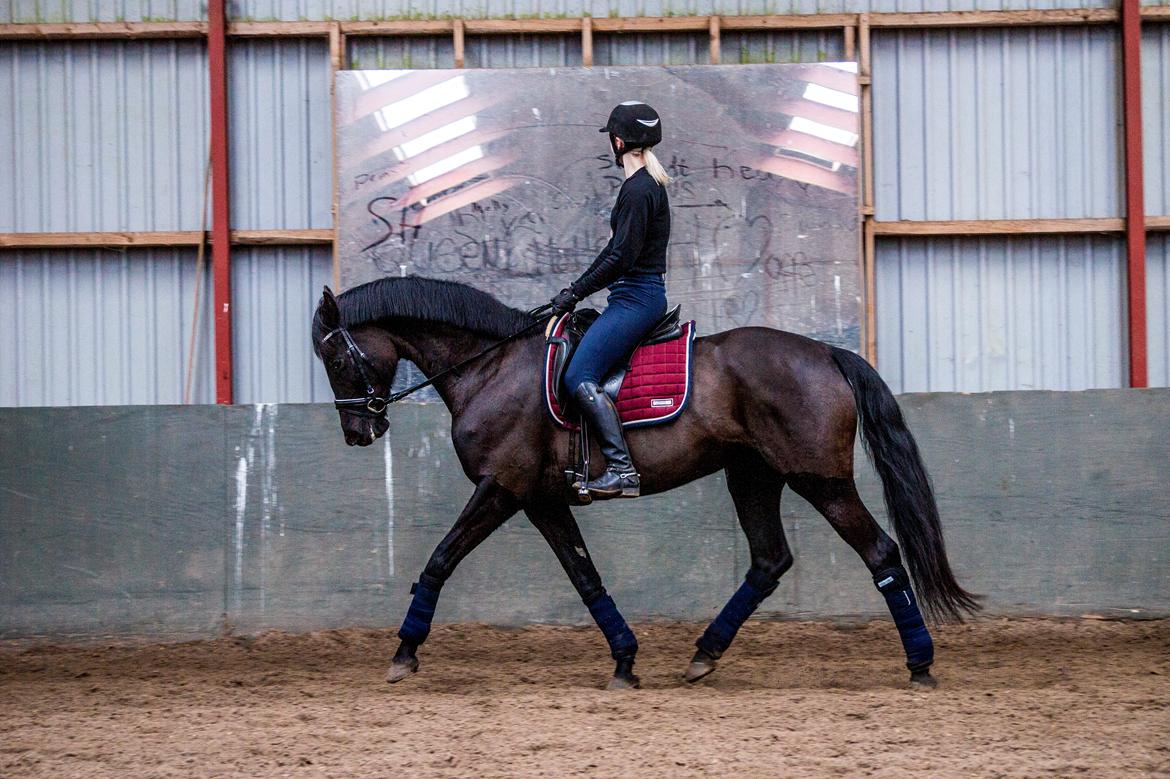 Trakehner Her Hershey Rimpler billede 10