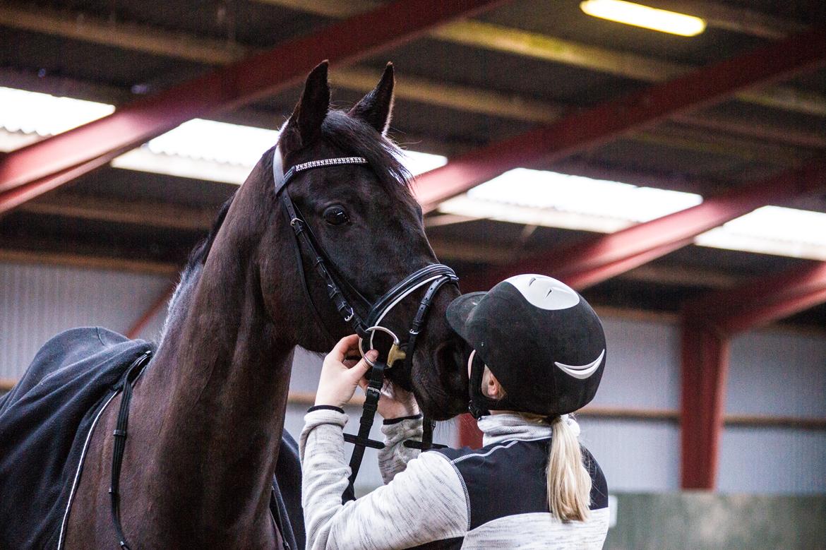 Trakehner Her Hershey Rimpler billede 9