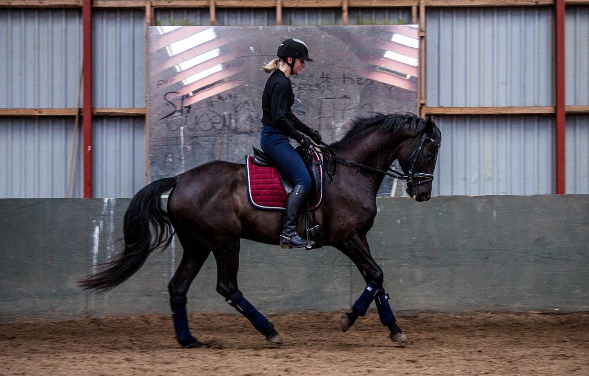 Trakehner Her Hershey Rimpler billede 11