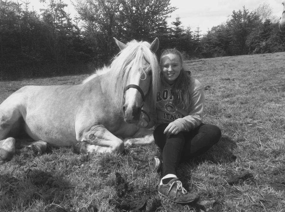 Haflinger Lara billede 1