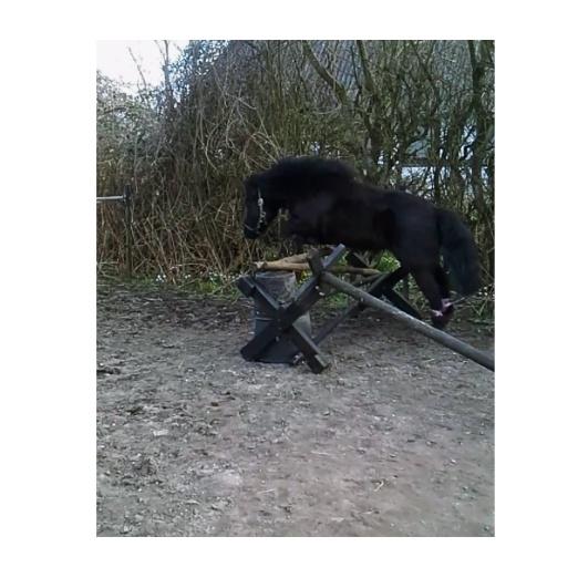 Shetlænder Ædellunds Tilde billede 13