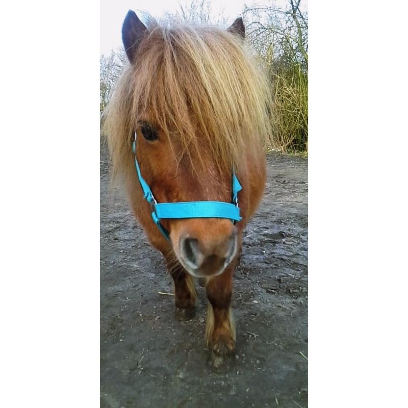 Shetlænder Gismo (død)  billede 17