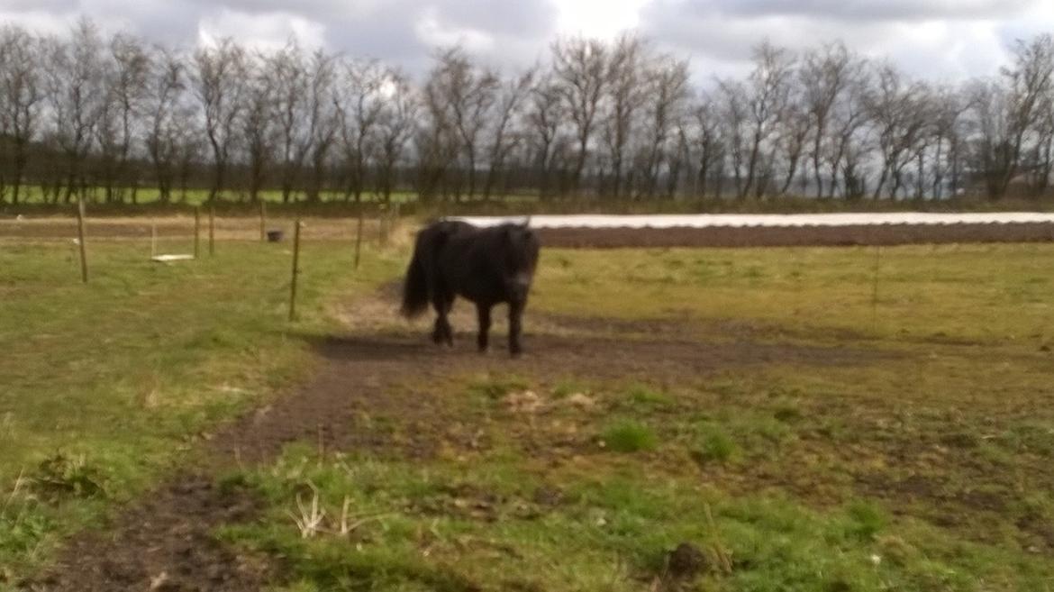 Shetlænder Vestervang felix billede 20