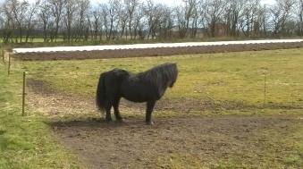 Shetlænder Vestervang felix billede 21