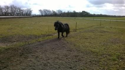 Shetlænder Vestervang felix billede 22