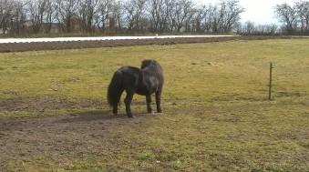 Shetlænder Vestervang felix billede 23