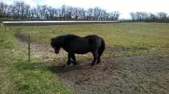 Shetlænder Vestervang felix billede 24