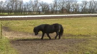 Shetlænder Vestervang felix billede 25