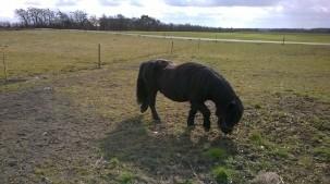 Shetlænder Vestervang felix billede 26