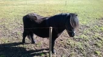 Shetlænder Vestervang felix billede 27