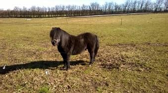 Shetlænder Vestervang felix billede 9