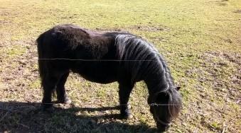 Shetlænder Vestervang felix billede 10