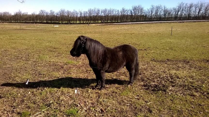 Shetlænder Vestervang felix billede 8