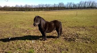 Shetlænder Vestervang felix billede 4