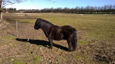 Shetlænder Vestervang felix billede 6