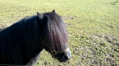 Shetlænder Vestervang felix billede 5