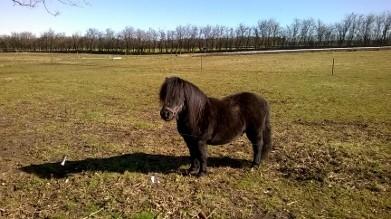 Shetlænder Vestervang felix billede 7