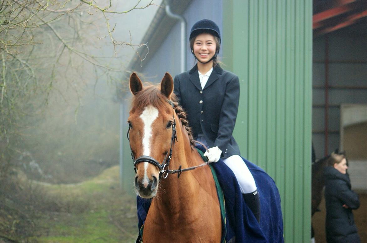 Tysk Oldenburger Lifestyle - Billede taget af Kristine Nedkvitne billede 18