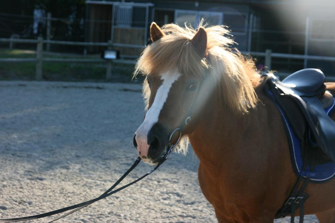 Islænder Hekla kranpi billede 18