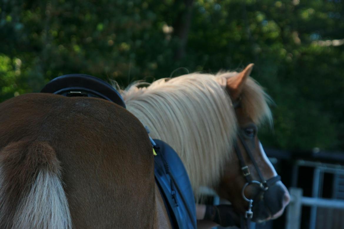 Islænder Hekla kranpi billede 19