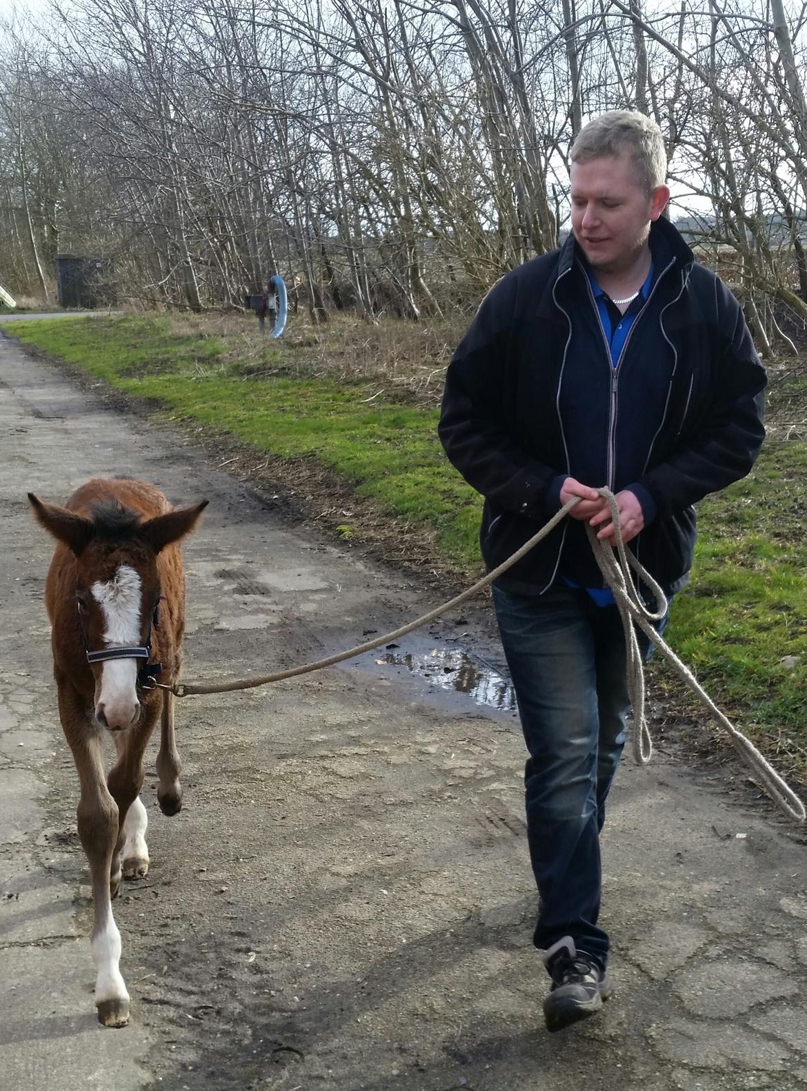 Dansk Varmblod La-Señorita Blanca  billede 14