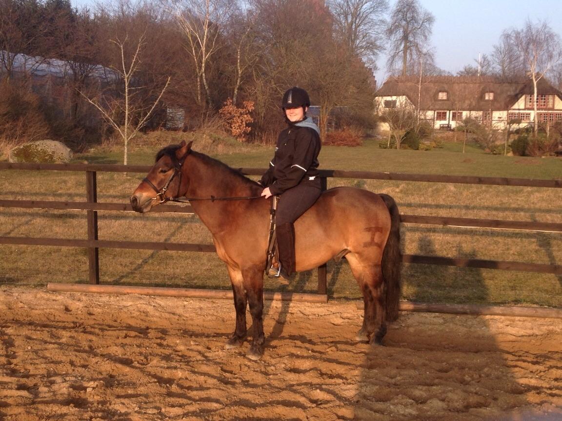 Connemara Perrys Triton (himmelhest) billede 4